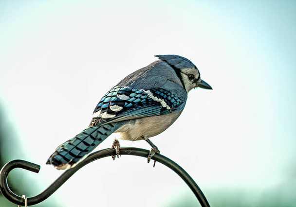 Blue Jay perched on decorative pole - Photo, Image