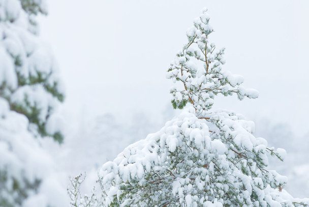 Neige recouverte d'un arbre sempervirent en hiver avec de la neige légère
 - Photo, image