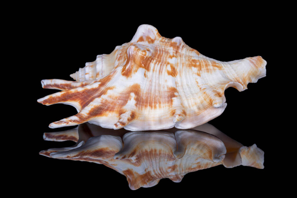 Invólucro do mar caracol único de Lambis Lambis conhecido como concha de aranha, isolado no fundo preto, reflexo do espelho - Foto, Imagem