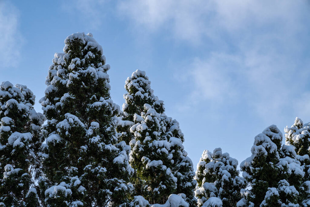 Kaunis lumen peittämä mänty puiden vastaan sininen osittain pilvinen talvi taivas - Valokuva, kuva