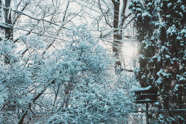 Kar, kış fırtınasından sonra ağaçları ve elektrik hatlarını güneş ışığıyla kapladı. - Fotoğraf, Görsel