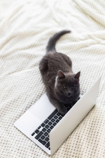 ふわふわの灰色の子猫はベージュのベッドスプレッドに横たわっており、ラップトップのキーボードに足を置きます。面白いペットだ。ペットとガジェット. - 写真・画像