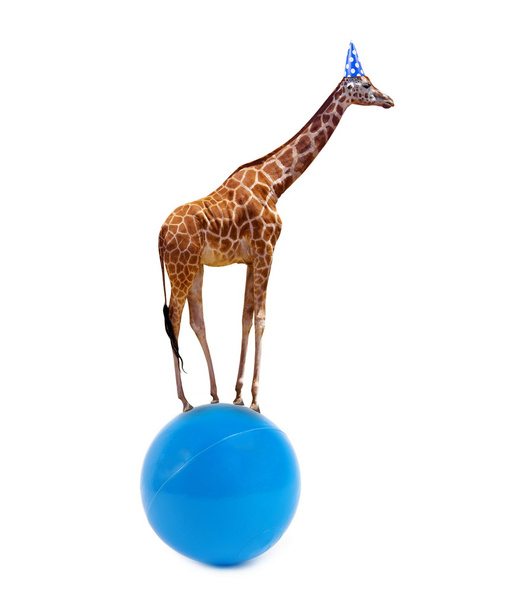 Girafe - Photo, image