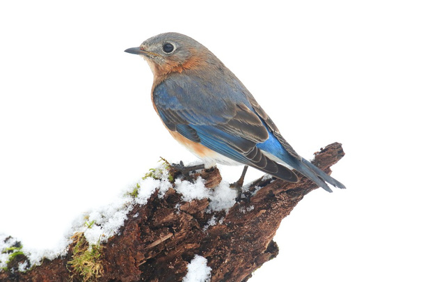 femmina orientale Bluebird in neve
 - Foto, immagini
