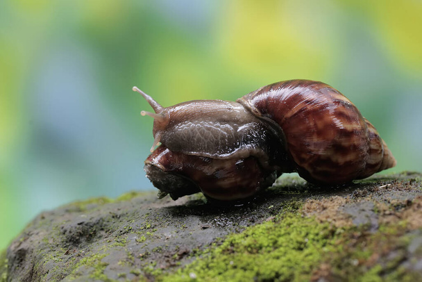 Twee escargots foerageren op de met mos bedekte grond. Deze slakkensoort heeft de wetenschappelijke naam Achatina fulica. - Foto, afbeelding