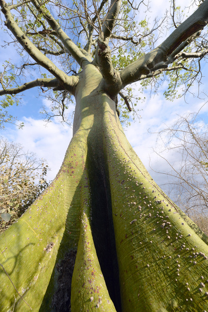 Гігантські ceiba дерево росте все в Сонячний узбережжя Еквадор - Фото, зображення