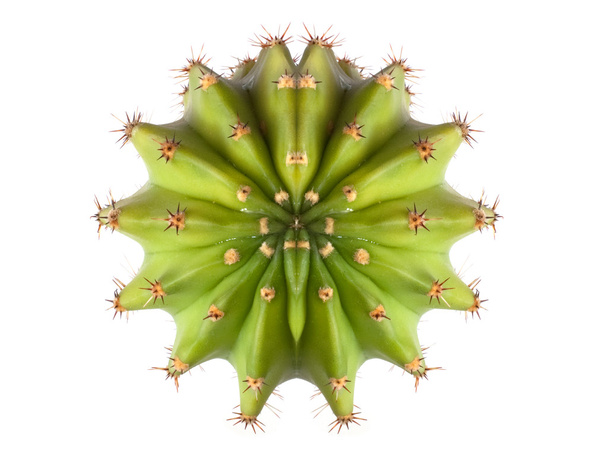Вид сверху на кактус
 - Фото, изображение