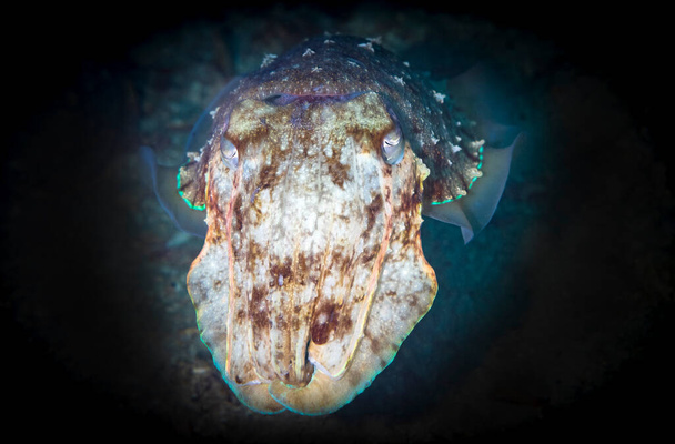 Tintenfische oder Tintenfische sind marine Weichtiere der Ordnung Sepiida. Sie gehören zur Klasse der Kopffüßer, zu der auch Tintenfische, Kraken und Nautilus gehören. Tintenfische haben eine einzigartige innere Schale. - Foto, Bild
