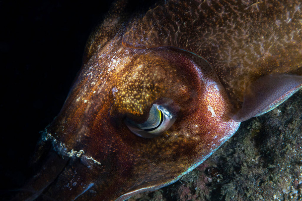 Tintenfische oder Tintenfische sind marine Weichtiere der Ordnung Sepiida. Sie gehören zur Klasse der Kopffüßer, zu der auch Tintenfische, Kraken und Nautilus gehören. Tintenfische haben eine einzigartige innere Schale. - Foto, Bild