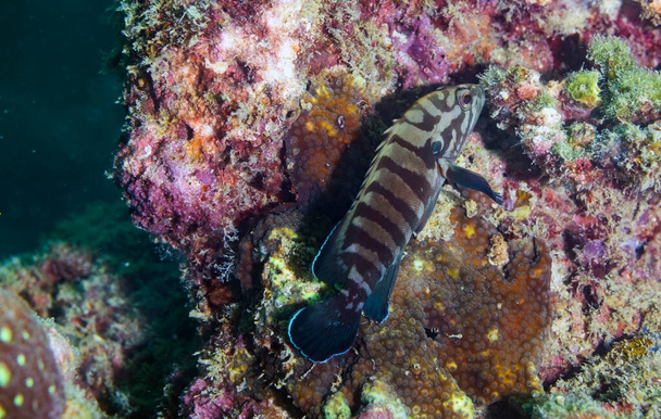 A csoportosulások a Serranidae családba tartozó Epinephelinae alcsalád bármely nemzetségébe tartozó halak, Perciformes. - Fotó, kép