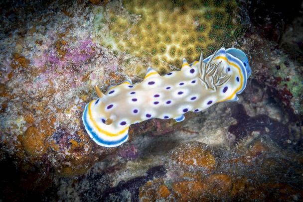 Goniobranchus geminus, znany również jako ślimak morski klejnot, jest gatunkiem bardzo kolorowych ślimaków morskich, dorid nudibranch, ślimaków morskich z rodziny Chromodorididae - Zdjęcie, obraz