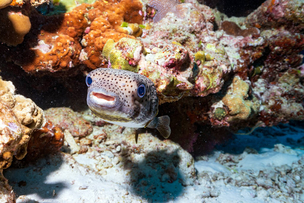 ポルカピン科の魚で、一般的にはフグとも呼ばれ、時にはバルーンフィッシュやグロビフィッシュとも呼ばれます。サンゴ礁をダイビングするスキューバ. - 写真・画像