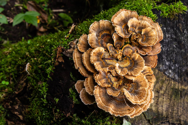 Gloeophyllum sepiarium mushroom on the tree into the forest. Rusty gilled polypore. - Photo, Image