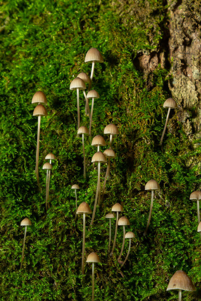 Гриб Mycena galopus росте на зеленому моху в лісі
. - Фото, зображення