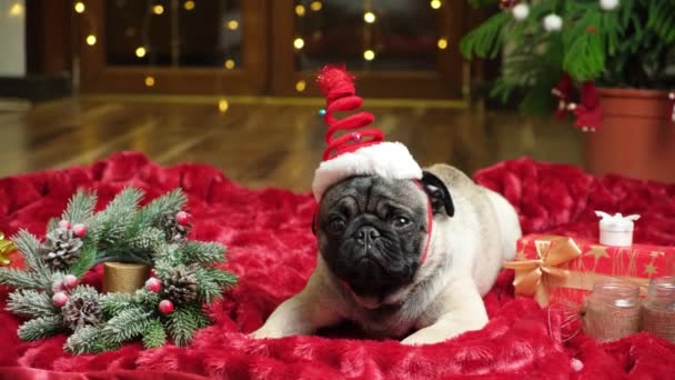 Ένα αστείο σκυλάκι ενός έτους με Χριστουγεννιάτικο καπέλο. Χριστούγεννα, Πρωτοχρονιά και σκυλιά, κατοικίδια ζώα - Πλάνα, βίντεο
