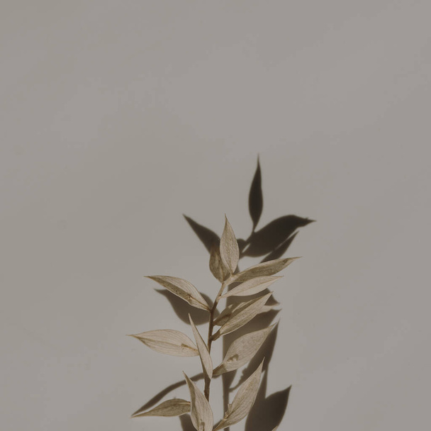 Dried grass stems on tan white background with copy space. Warm sunlight shadow reflections silhouette. Minimalist simplicity flat lay. Aesthetic top view flower composition - Photo, Image