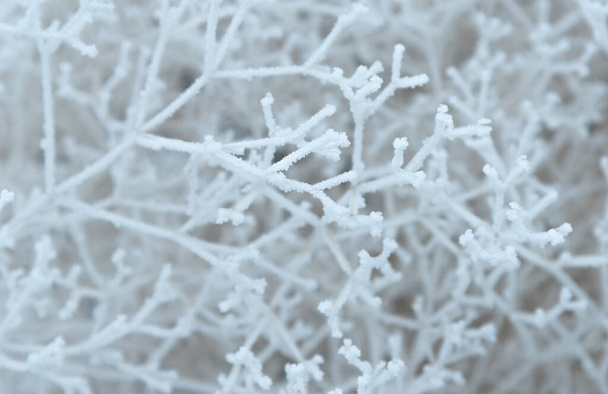 Близько до гілок кущів, покритих снігом. Гілки білого дерева під морозним днем, як павутина і морозний тривимірний візерунок
. - Фото, зображення