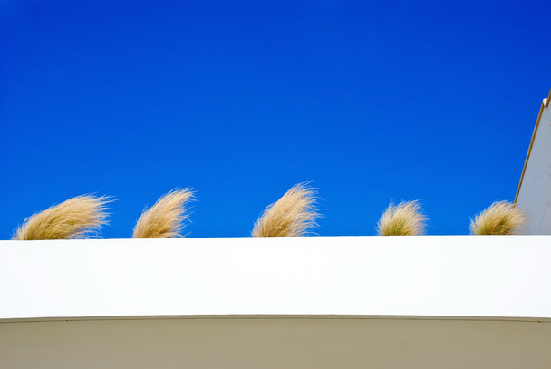 Des grappes d'herbe contre le ciel
 - Photo, image
