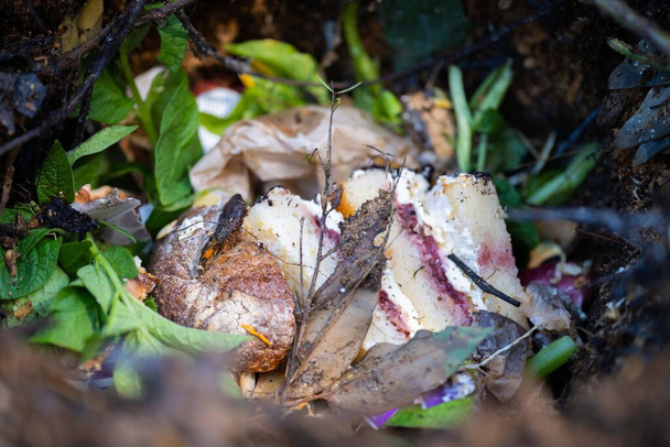 lisäämällä ruokajätettä kompostiin. muna kuori, vihannesten ja hedelmien tähteet kääntämällä kompostin kotipuutarhassa Australiassa - Valokuva, kuva