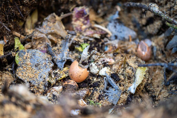 jídlo zbytky kompostování v kompostu koše na dvorku v Austrálii na jaře - Fotografie, Obrázek