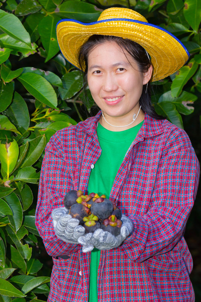 Mão agricultora feminina mostrando mangostões
 - Foto, Imagem