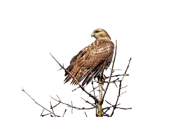 Un halcón de cola roja posado en la parte superior de un pino, cabeza vuelta hacia atrás con un fondo blanco - Foto, Imagen