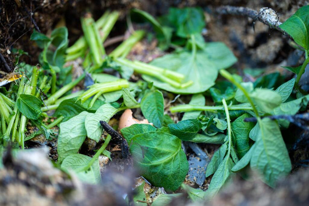 scarti alimentari compostaggio in un bidone del compost in un cortile in Australia in primavera - Foto, immagini