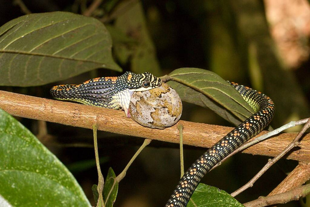 Paradise tree snake, paradise flying snake (Χρυσοπέλαια Paradisi) κατά τη διάρκεια προσπάθειας κατάποσης του gecko σε φυσικό περιβάλλον - Φωτογραφία, εικόνα