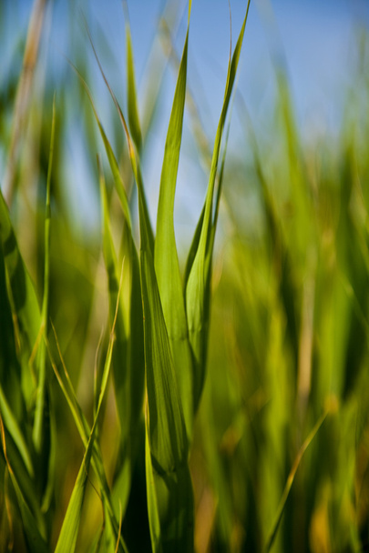 Extreme Macro: Gras & Sky - Foto, afbeelding