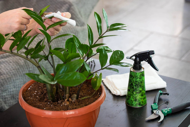 House Plant care and urban jungle garden concept. Home gardener taking care of Zamioculcas. Hands clean green leaves and spraying water on indoor house plant. Interior with a lot of plants - Foto, afbeelding