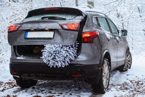 From trunk of car, snowy Christmas tree sticks out - Photo, Image