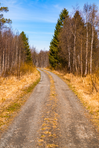 old country road leading into the forest - Photo, Image