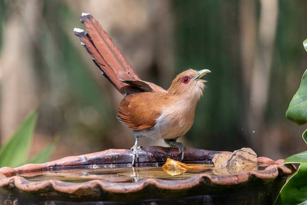 A Squirrel Cuckoo also know Alma de Gato or Cuckoo Ardilla perched on water foutain. Species Piaya cayana. Animal world. Bird lover. Birdwatching. Birding. - Photo, Image