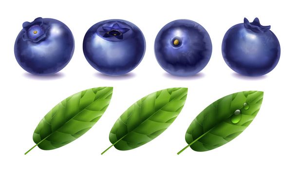 Realistische Blaubeeren-Set von frischen Beeren und grünen Blättern isoliert auf weißem Hintergrund Vektor Illustration - Vektor, Bild