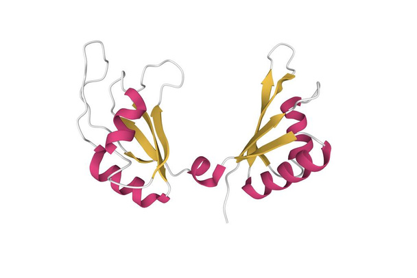 Estrutura da proteína de ligação ao ADN c-Myc. Modelo de desenho animado 3D, esquema de cores de estrutura secundária, PDB 7c36, fundo branco - Foto, Imagem