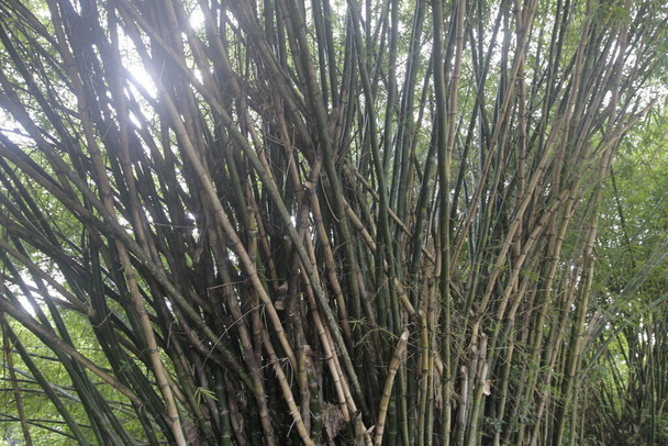 salvador, bahia, brazil - december 21, 2022: Bamboo tree plantation in the city of Salvador. - Photo, Image