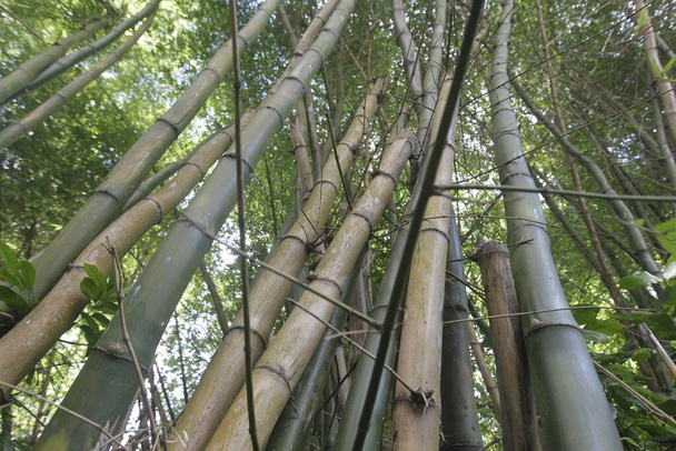 salvador, bahia, brazil - december 21, 2022: Bamboo tree plantation in the city of Salvador. - Photo, Image