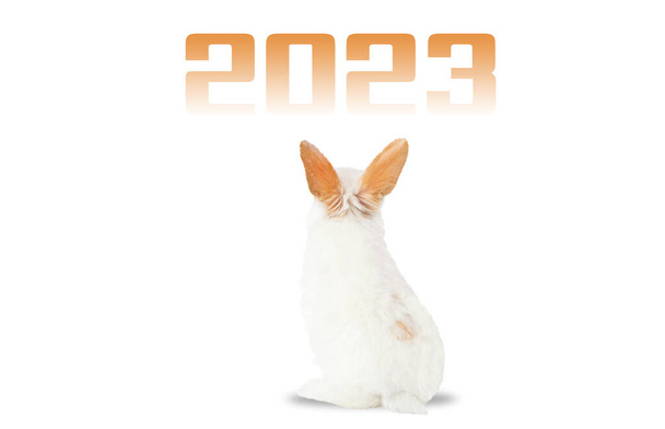 rabbit looks at the numbers of the new year 2023 isolated on a white background, animals - Photo, Image