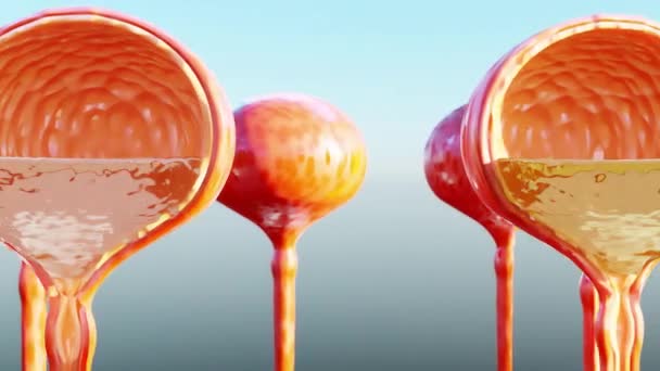 Urinfarbe, hellgelbe bis rote Urinfarbe, detaillierte Anatomie der Harnblase und Urin innen, 3D-Render - Filmmaterial, Video
