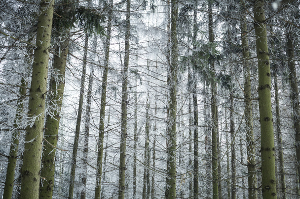 paesaggio invernale con neve e alberi - Foto, immagini