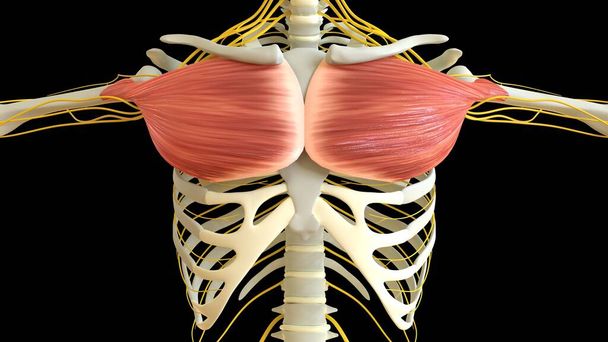 Pectorale spieranatomie voor medisch concept 3D illustratie - Foto, afbeelding