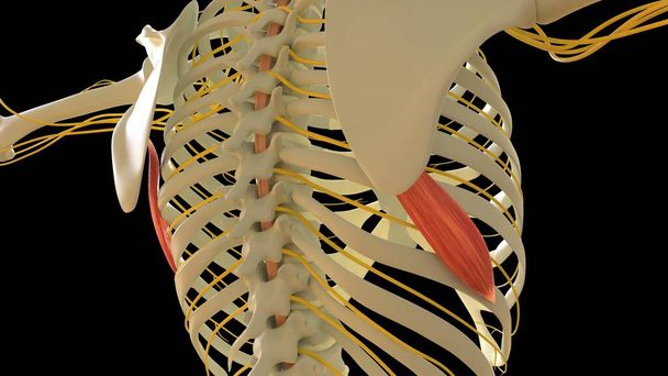 Serratus πρόσθια μυϊκή ανατομία για ιατρική έννοια 3D εικονογράφηση - Φωτογραφία, εικόνα