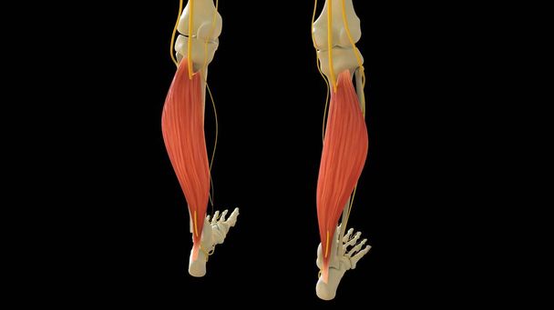 医学的概念のためのソレイオス筋肉解剖学3Dイラスト - 写真・画像