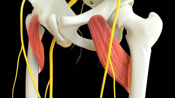 Анатомия мышц Pectineus для медицинской концепции 3D иллюстрации - Фото, изображение