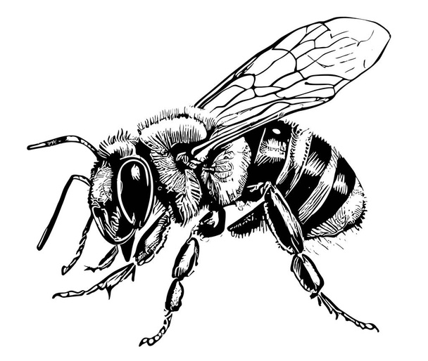 Včelí boční pohled ručně kreslený náčrt Vektorové ilustrace - Vektor, obrázek