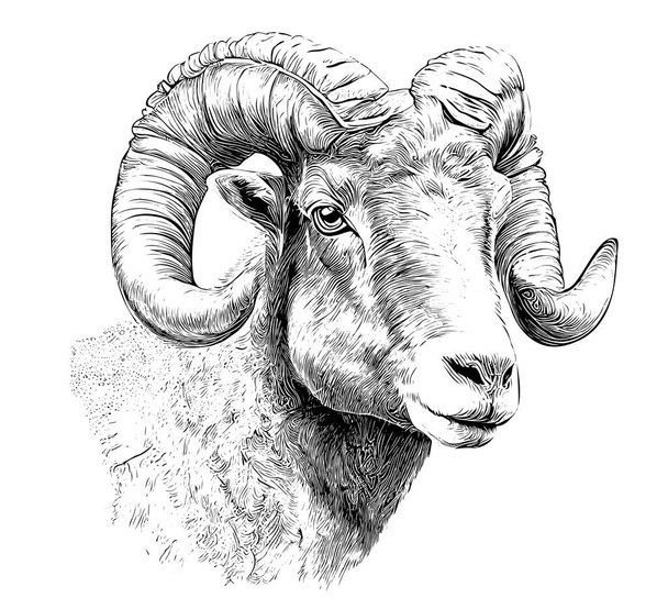 Retrato de uma cabeça de carneiro esboço mão desenhada ilustração vetorial  - Vetor, Imagem