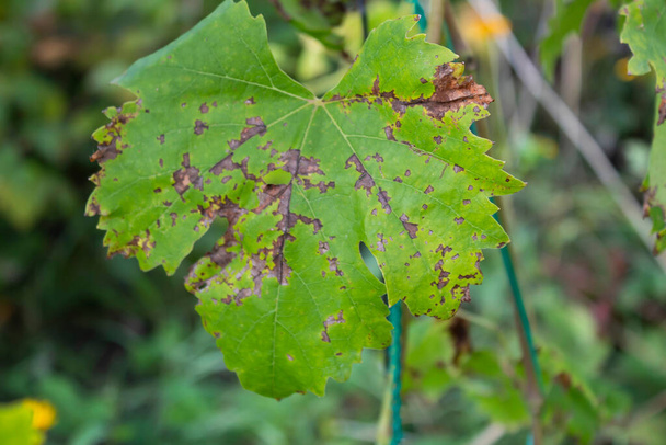 Folha de videira em manchas. Um arbusto de uva é afetado por uma doença de mofo fúngica. - Foto, Imagem