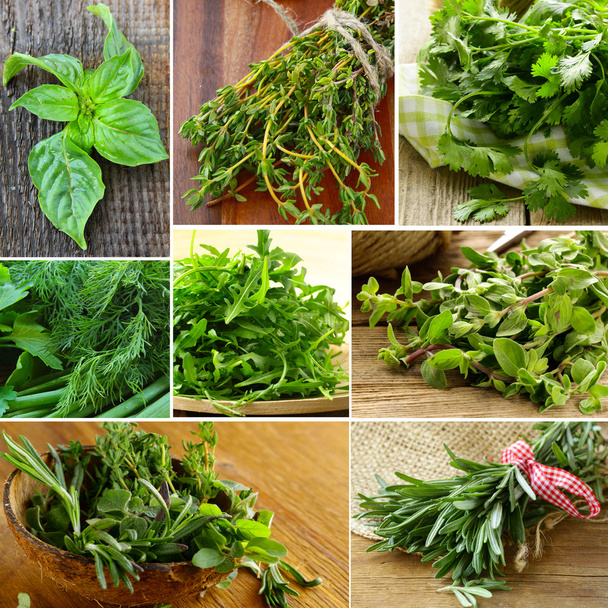 Collage de différents types d'herbes (basilic, origan, persil, romarin
) - Photo, image