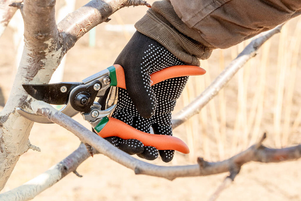 A gardener cuts a branch on a tree with the help of garden shears, secateurs - Photo, Image