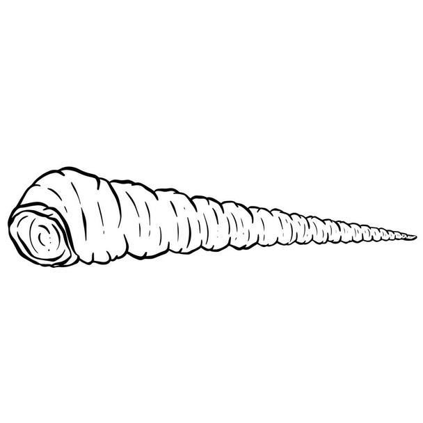 Conch Sea Snail Shell Outline Cartoon Style Logo Design in Vector - Вектор, зображення